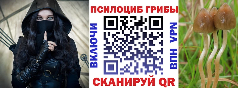 Псилоцибиновые грибы Cubensis Нахабино